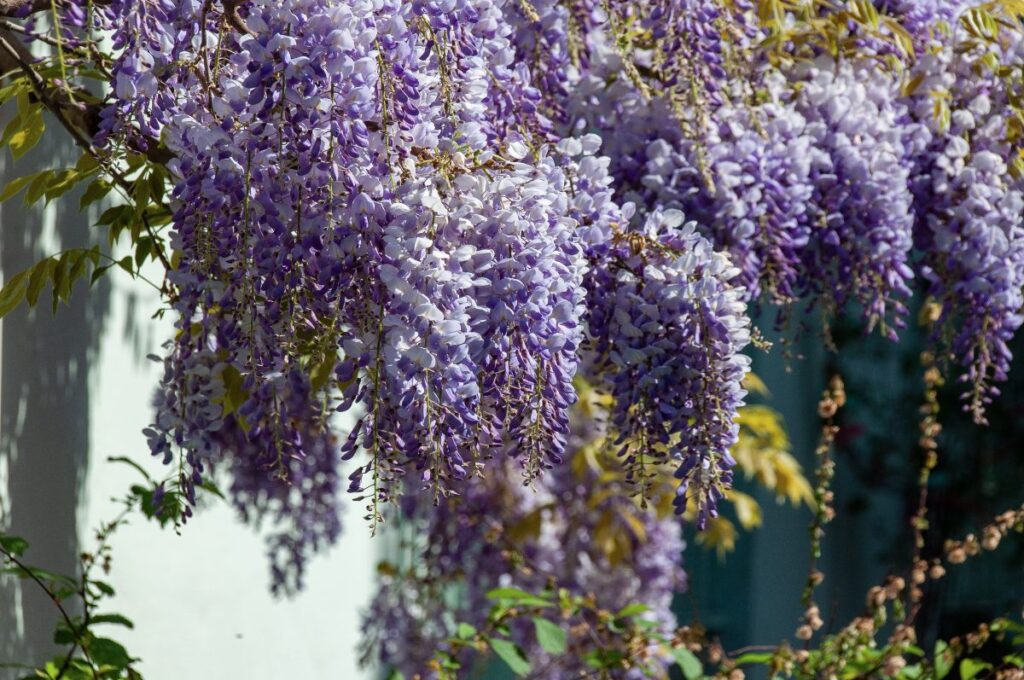 Leonardo's wisteria Leonardo's wisteria